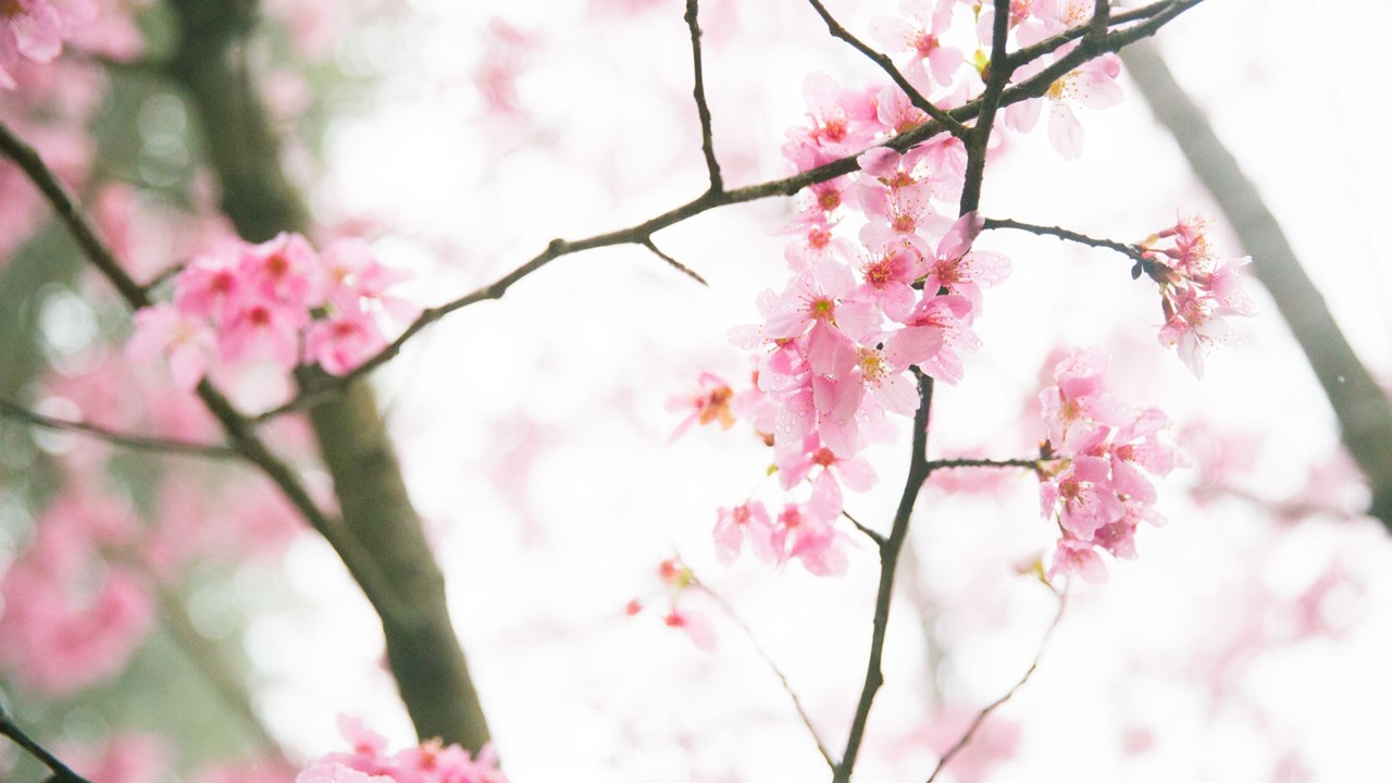 Flowers 2